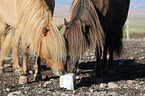 Icelandic Horses