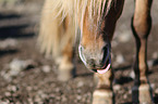 Icelandic Horse mouth