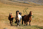 Icelandic Horses