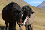 Icelandic Horses
