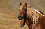 Icelandic Horses