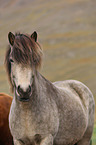 Icelandic Horse Portrait