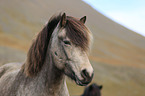 Icelandic Horse Portrait