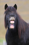 Icelandic Horse Portrait