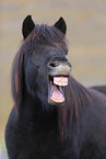 Icelandic Horse Portrait