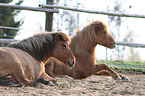 2 Icelandic Horses