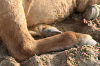 Icelandic Horse hoofs