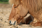 lying Icelandic Horse