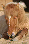 lying Icelandic Horse