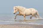 trotting Icelandic horse