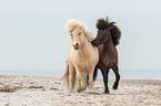 Icelandic horses