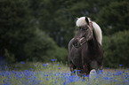 Icelandic Horse portrait