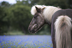 Icelandic Horse portrait