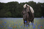 Icelandic Horse portrait