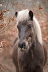 Icelandic Horse portrait