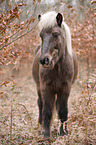 standing Icelandic Horse portrait