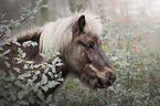 Icelandic Horse portrait