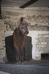 standing Icelandic Horse