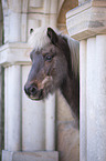 Icelandic Horse portrait