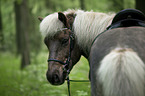 Icelandic Horse portrait