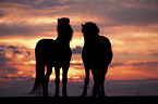 standing Icelandic Horses