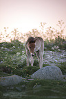 Icelandic Pony