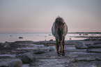 Icelandic Pony