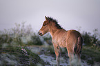 Icelandic Pony