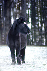 black icelandic horse