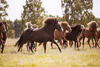 galloping Icelandic Horses