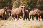 Icelandic Horses