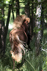 trotting Icelandic Horse