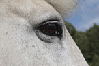 Icelandic Horse