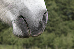 Icelandic Horse