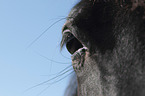 Icelandic Horse