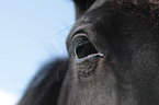 Icelandic Horse