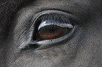 Icelandic Horse