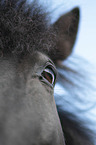 Icelandic Horse