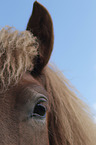 Icelandic Horse