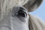 Icelandic Horse