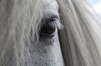 Icelandic Horse