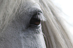 Icelandic Horse