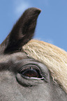 Icelandic Horse