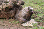 lying Icelandic Horse