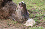 lying Icelandic Horse