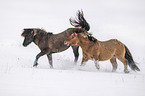 fighting Icelandic Horses