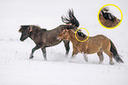 fighting Icelandic Horses