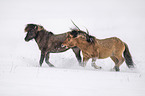 fighting Icelandic Horses