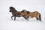 fighting Icelandic Horses
