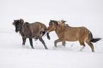 fighting Icelandic Horses